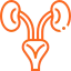 urology